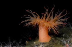Deep water anemone of souther Chile.
www.thomasheran.com by Thomas Heran 